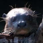 Tierwelt Brasiliens