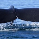Humpback Whale