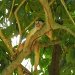 Nicht nur die putzigen Affen können in Brasilien die "Seele baumeln" lassen, auch Urlauber haben die Chance, neue Kraft für den Beruf zu tanken.