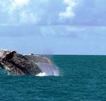 Abrolhos1_Amnemona