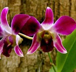 Manaus_Botanischer Garten