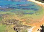 praia de curuípe